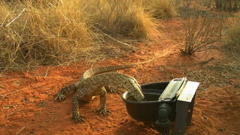 Dicker Data donates $100k to help native animals during bushfires